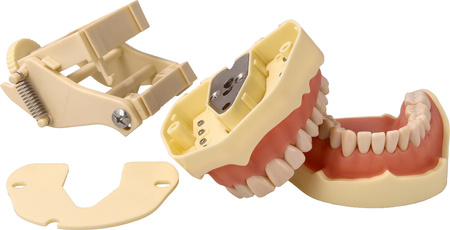 Teeth model with plastic articulator for clinical practice, with replacement teeth (28 teeth)