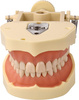 Teeth model with plastic articulator for clinical practice, with replacement teeth (28 teeth)